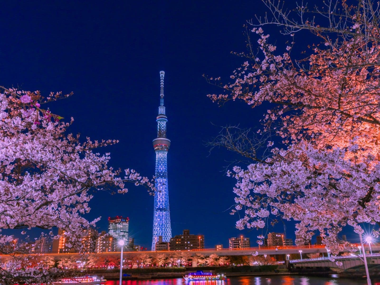桜 東京 いつまで