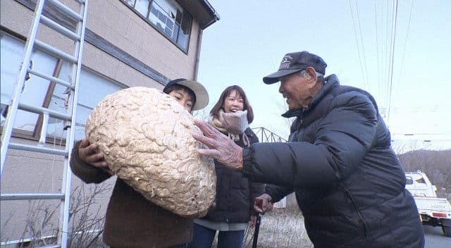ナイトスクープ、超巨大なハチの巣 | 朝日新聞デジタルマガジン＆[and]