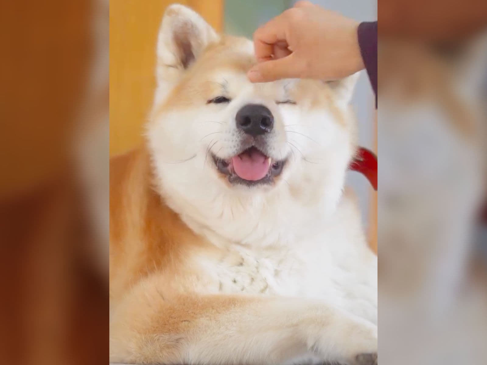 秋田犬が溶ける温度は36度」？ 女王様気質のワンコが家族にだけ見せる 