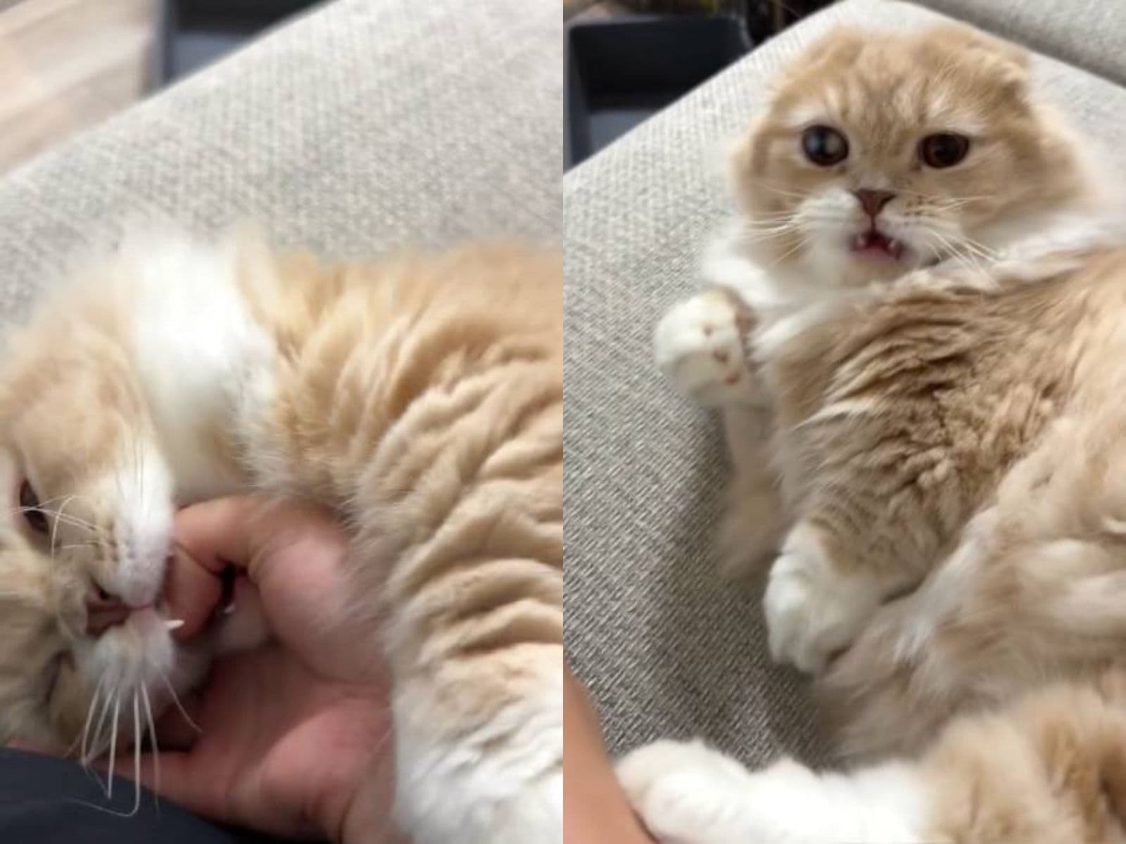 被害 者 ヅラ